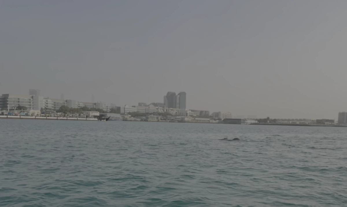 دراسة تكشف تنوعاً بيولوجياً فريداً في سواحل أبوظبي