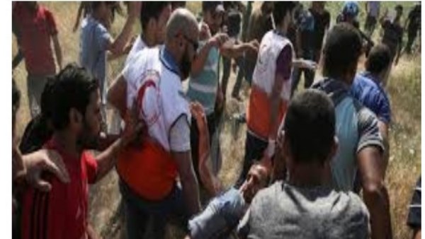 حاخام إسرائيلي يفتي بجواز سرقة المستوطنين محصول الزيتون الفلسطيني