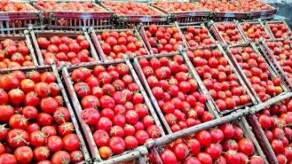 الطماطم المجففة بـ6000 دولار للطن.. نقيب الفلاحين يكشف مكاسب التصنيع الزراعي