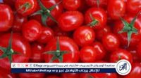 حقيقة إصابة 70% من محصول الطماطم بسوسة الطماطم.. مجلس الوزراء يحسم الجدل