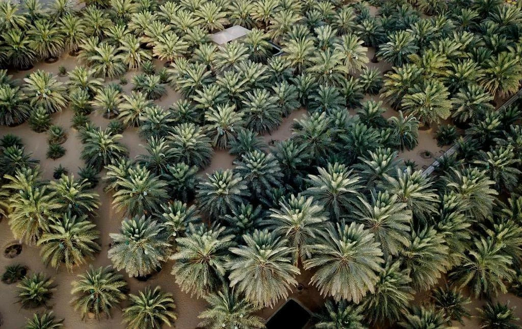 UAE date palms bear fruit in more regions of China as cultivation expands