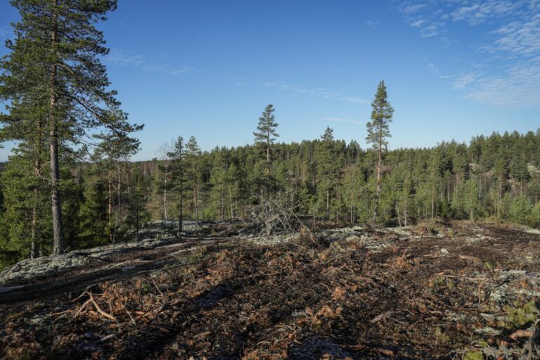 Google illegally cuts down 250,000 trees for data center in Finland
