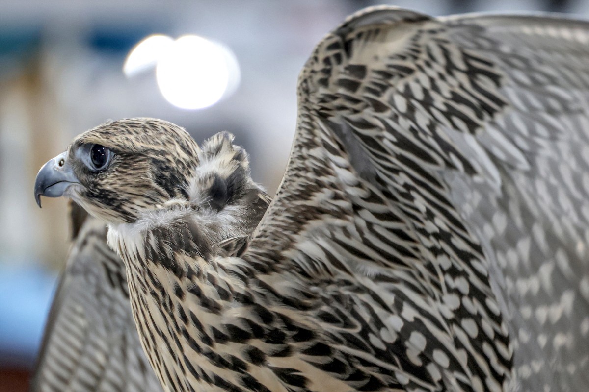 Successful conclusion of the 8th Kuwait International Falcon Event