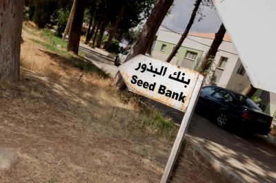 In search of Mais al-Jabal’s lost iris