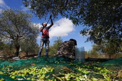In south Lebanon, Israel controls farmers’ olive harvest
