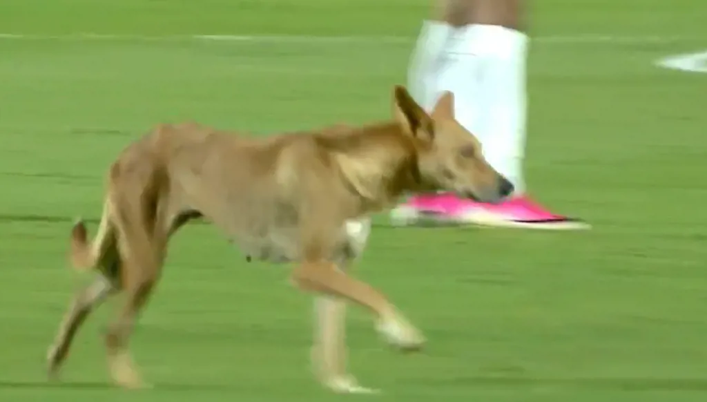 مشهد غير مألوف… كلب يقتحم الملعب ويوقف مباراة في الدوري المصري