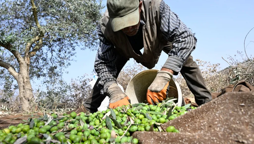Climate change threatens the future of Mediterranean olive oil