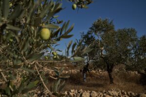 Israeli forces help settlers seize West Bank olive groves: witnesses