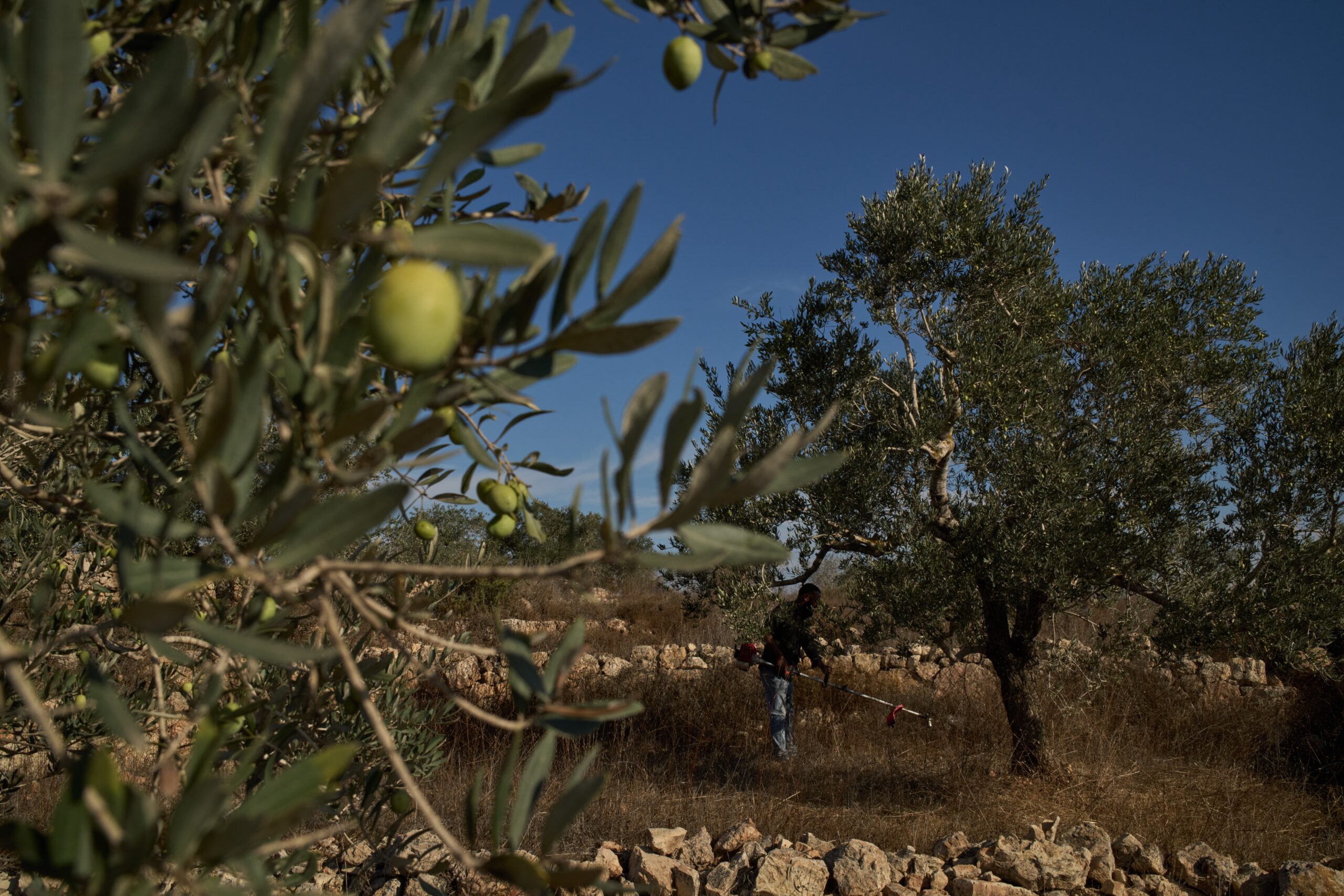 Israeli forces help settlers seize West Bank olive groves: witnesses