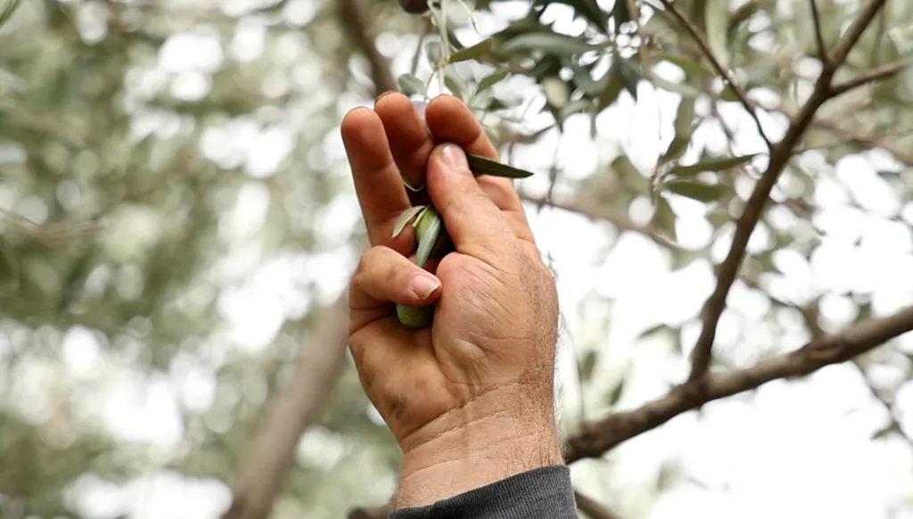 The olive tree: A timeless symbol of faith and peace