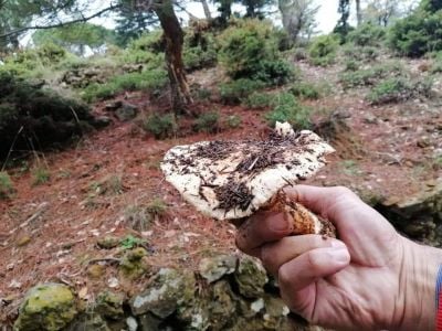 Wild mushrooms in Lebanon: Admire, photograph, gather.. but do not eat!
