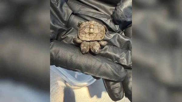 ولدت برأسين ووزنها 5.2 غرامات… سلحفاة صغيرة تحيّر الأطباء البيطريين