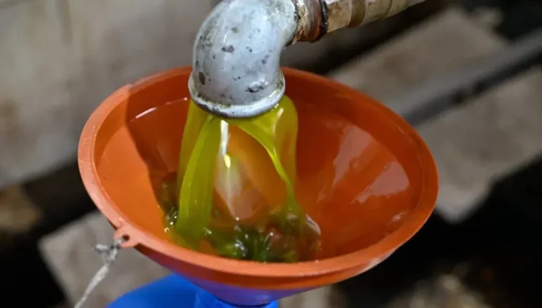 “الزراعة” تطمئن: الفحوص تؤكّد سلامة عيّنات زيت الزيتون من جنوب لبنان
